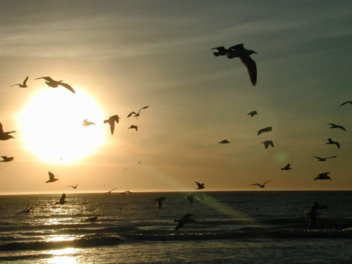 birds